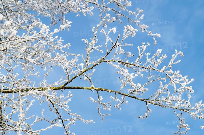 Black alder (Alnus glutinosa), branches, twigs and fruit clusters with hoarfrost, blue sky, Thuringia, Germany