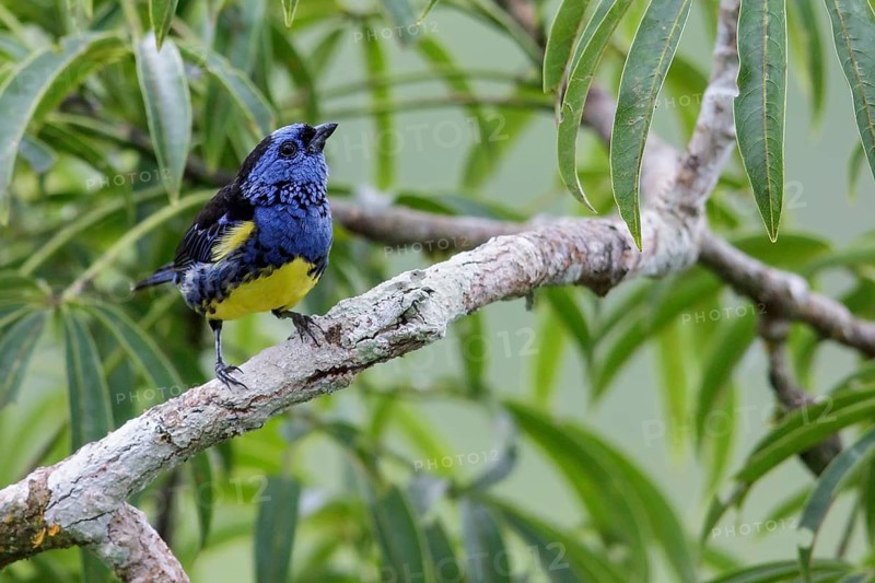 Turquoise Tanager (Tangara mexicana) perched on a branch in Ecuador