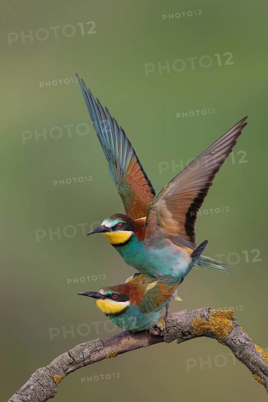 European Bee-eater (Merops apiaster) pair mating, Bulgaria