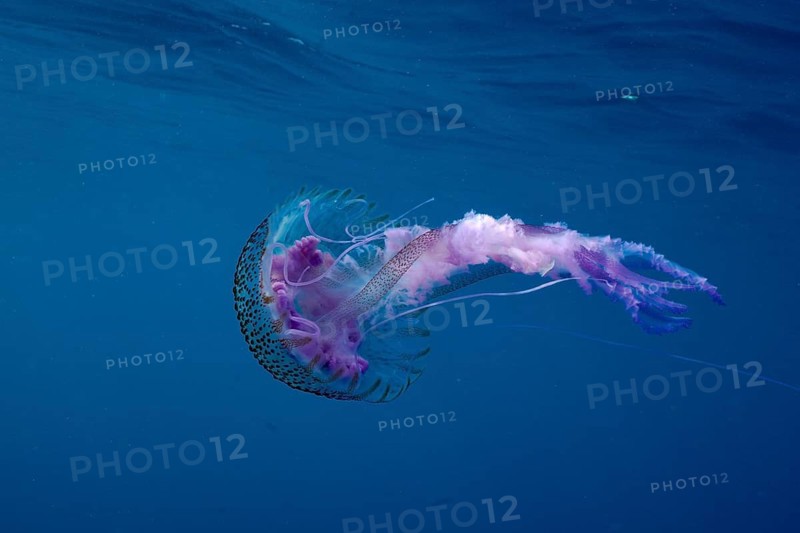 An impressive luminous jellyfish (Pelagia noctiluca) with pink and purple tones swims in the deep blue sea, dive site Cap de Creus Marine Protected Area, Rosas, Costa Brava, Spain, Mediterranean Sea