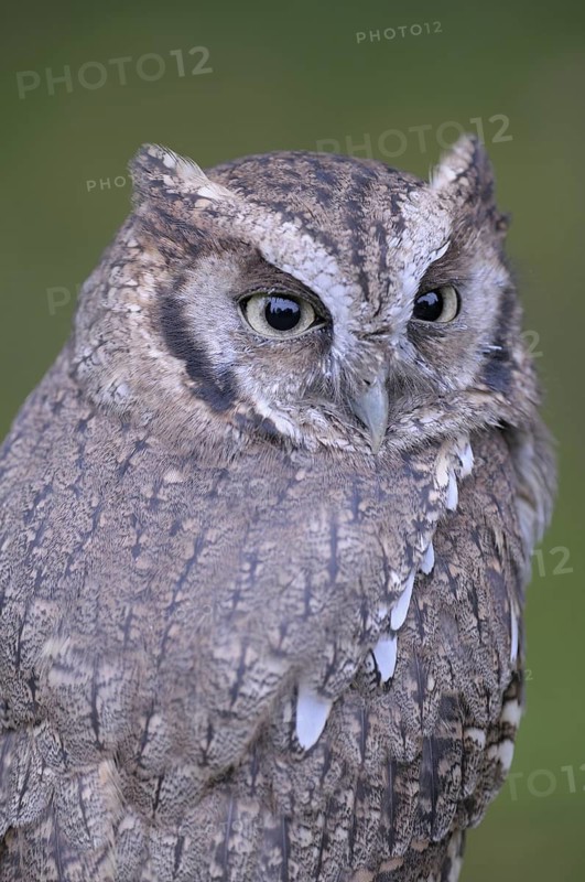 Choliba-Kreischeule (Megascops choliba), Tropical Screech-owl, Portrait, captive, Heimat: Sued- und Zentralamerika, Oktober, Zoo/Gehege, NRW, Deutschland