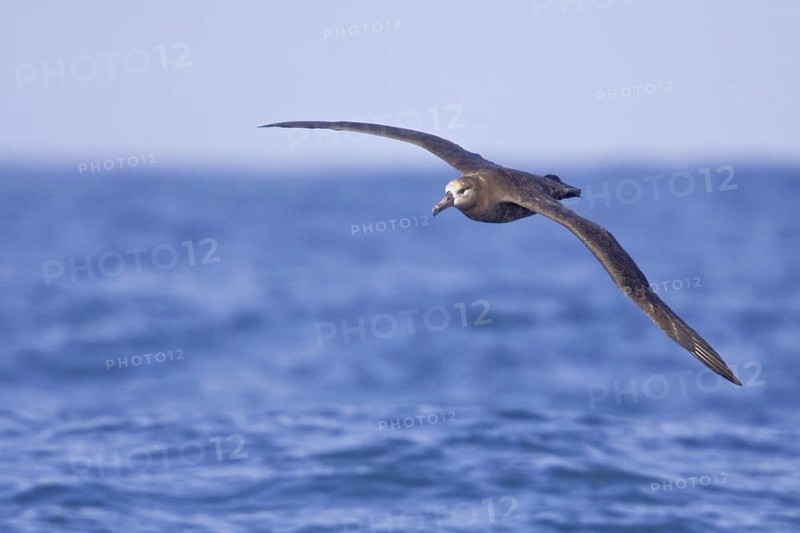 Black-footed Albatross (Phoebastria nigripes) flying, Washington, USA