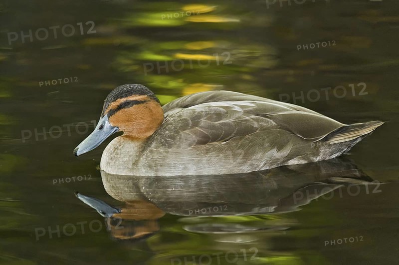 Philippine Duck (Anas luzonica), Florida, USA