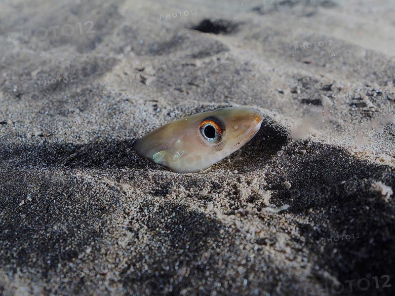 Golden Balearic sea eel (Ariosoma balearicum)