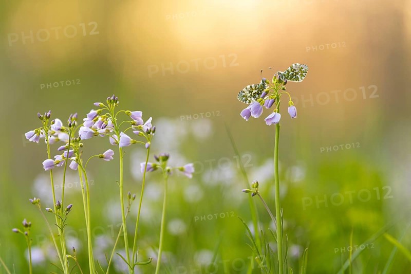 Aurora butterfly (Anthocharis cardamines) on meadowfoam, Vechta, Lower Saxony, Germany