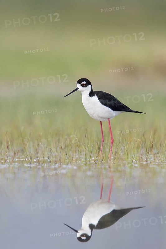 Black-necked Stilt (Himantopus mexicanus) feeding in a marsh in central Washington State, USA