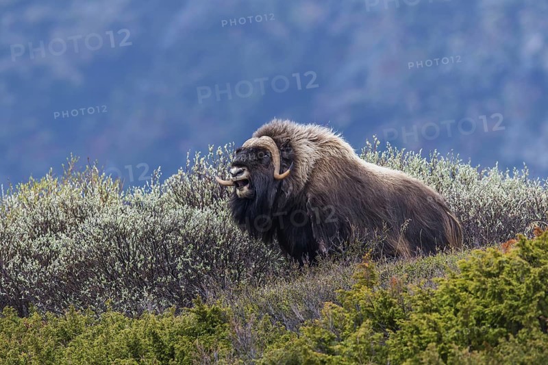 Moschusochse (Ovibos moschatus) muskox