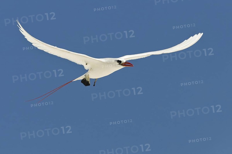 Red-tailed Tropicbird (Phaethon rubricauda), Hawaii, USA
