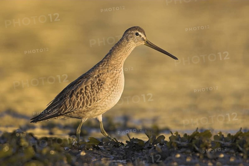 Short-billed Dowitcher (Limnodromus griseus), British Columbia, Canada