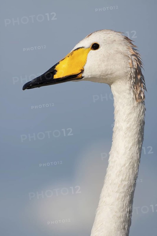 Whooper Swan (Cygnus cygnus), Baden-Wuerttemberg, Germany