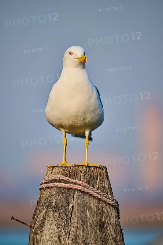 Yellow-legged gull (Larus michahellis) sitting on a wood, Venice, Italy