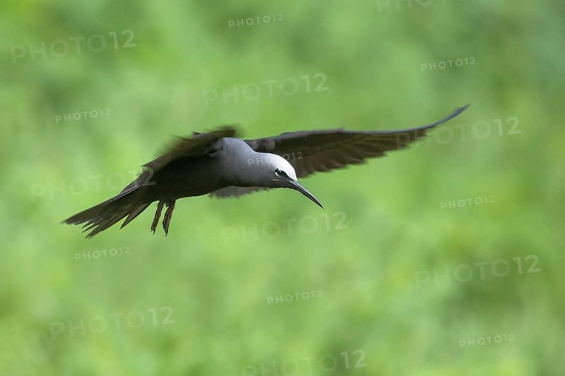 Black Noddy (Anous minutus) flying, Norfolk Island, Australia