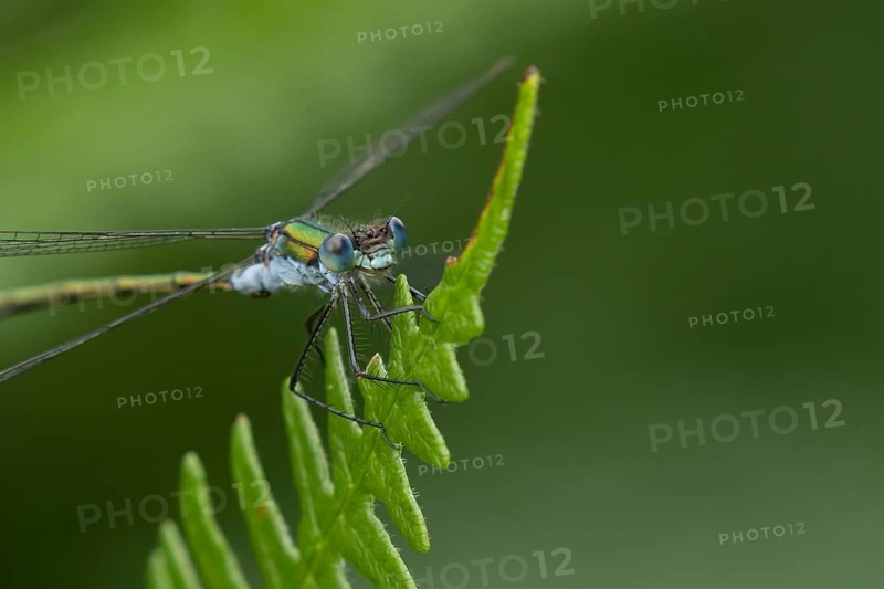 Emerald damselfly (Lestes sponsa) adult male insect resting on a Bracken leaf in summer, RSPB Minsmere nature reserve, Suffolk, England, United Kingdom