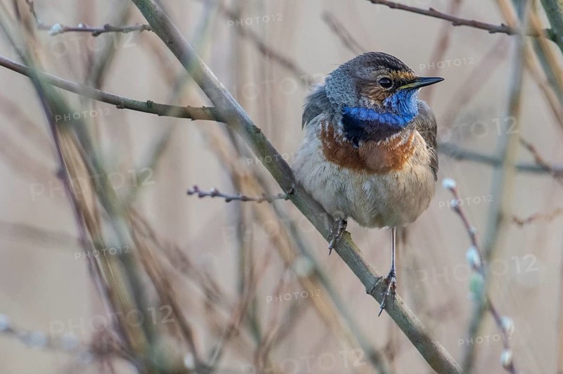 Bluethroat (Luscinia svecica), Emsland, Lower Saxony, Germany