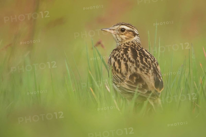 Woodlark (Lullula arborea) perched on the ground, Hesse, Germany