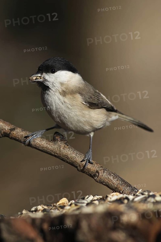 Marsh Tit (Poecile palustris), Baden-Wuerttemberg, Germany