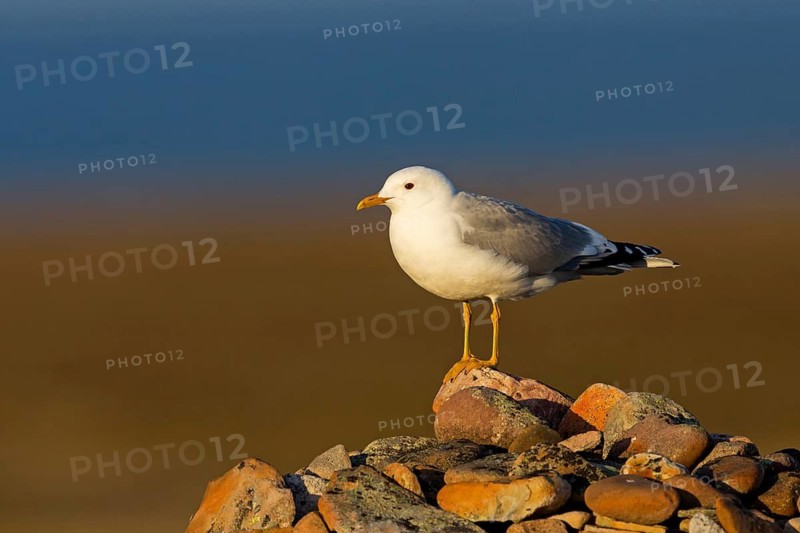 Mew Gull, (Larus canus), animals, birds, gull, gull family, Varanger, Finnmark, Norway