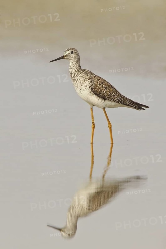 Lesser Yellowlegs (Tringa flavipes), Ecuador