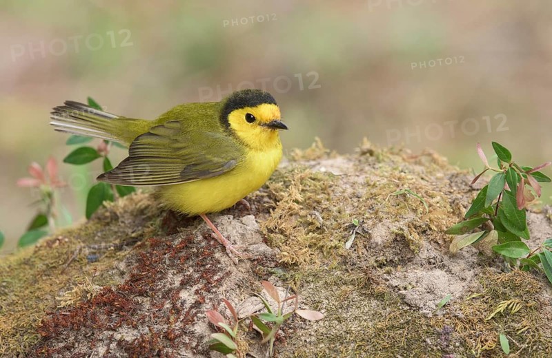 Hooded Warbler (Setophaga citrina) female perched on the ground, Texas, USA