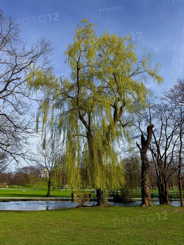 Babylon willow, Babylonian weeping willow (Salix babylonica), English Garden, Monopteros at the back, Munich, Bavaria, Germany