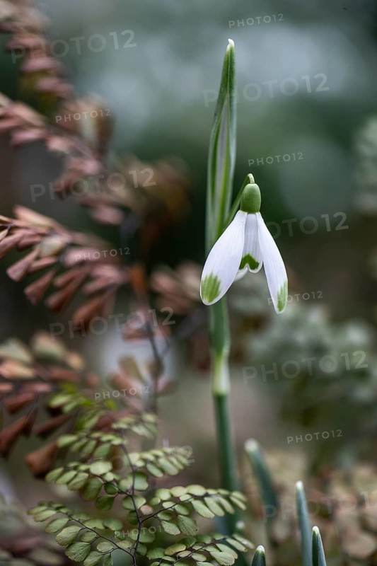 Snowdrop (Galanthus nivalis) and lady fern (Adiantum venustum), Emsland, Lower Saxony, Germany