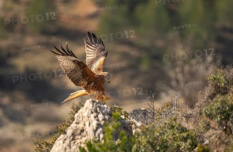 A red kite gracefully lands on a rocky perch, its wings beautifully spread. The background reveals a blurred natural landscape, highlighting the bird's majesty