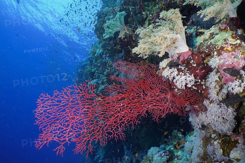 Red knot coral (Acabaria biserialis)