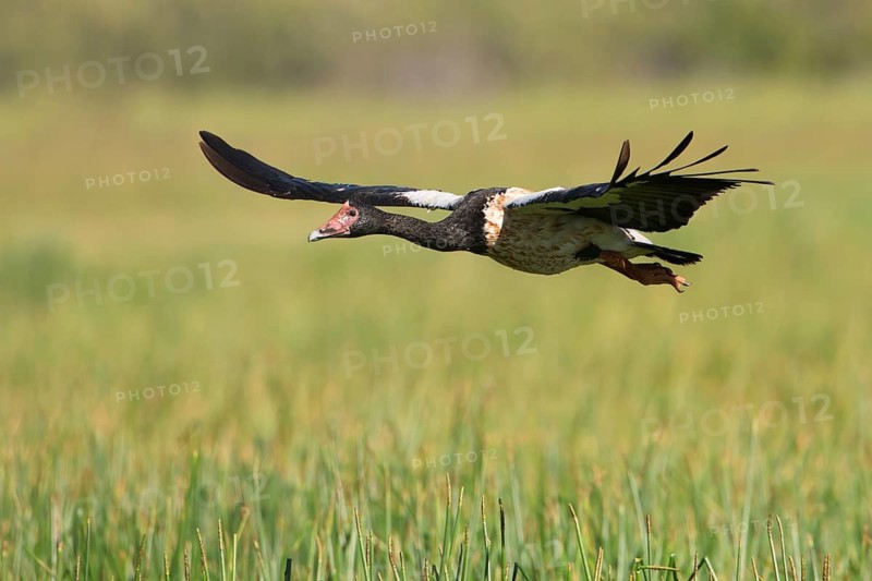 Magpie Goose (Anseranas semipalmata) flying, Queensland, Australia