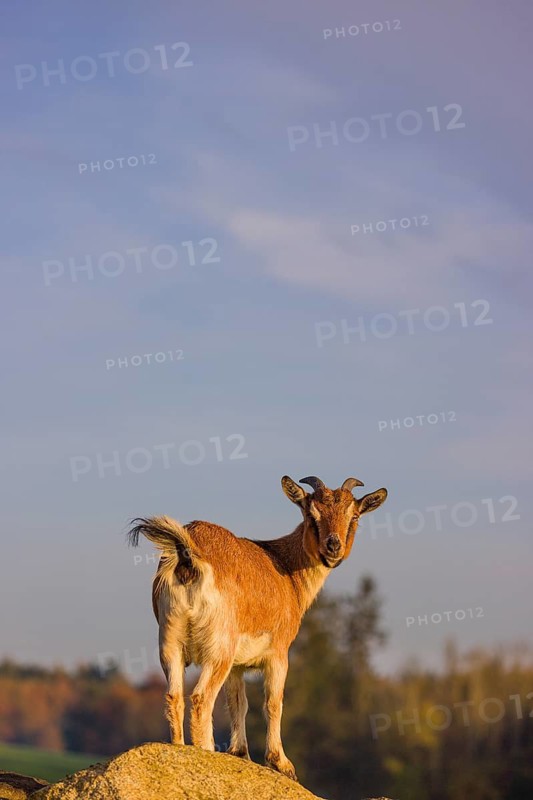 An African Pygmy goat Capra aegagrus hircus) stands on top of a rock, looking around