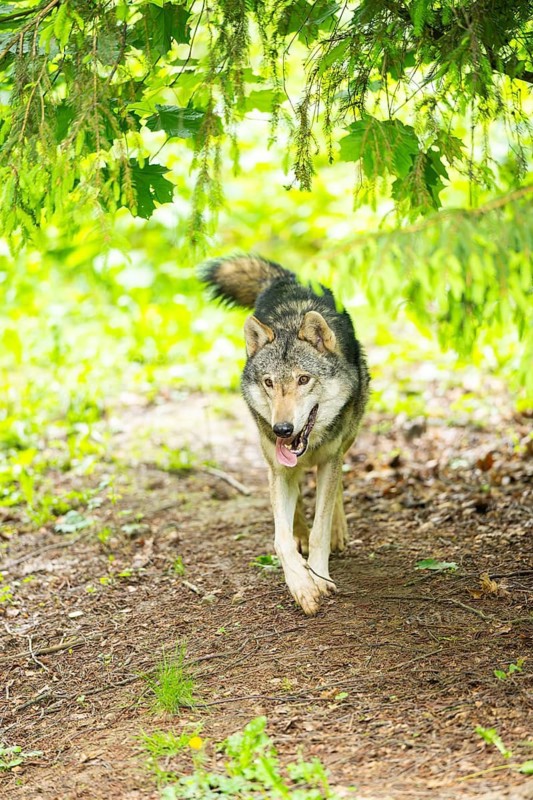European gray wolf (Canis lupus lupus) in the forest, Germany