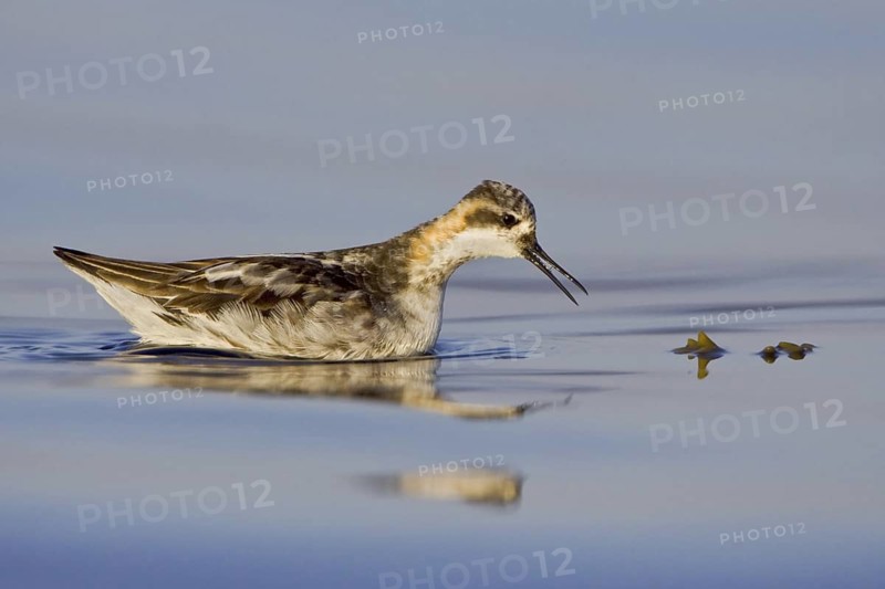 Red-necked Phalarope (Phalaropus lobatus), British Columbia, Canada