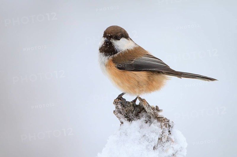 Grey-headed Chickadee (Poecile cinctus), Finland