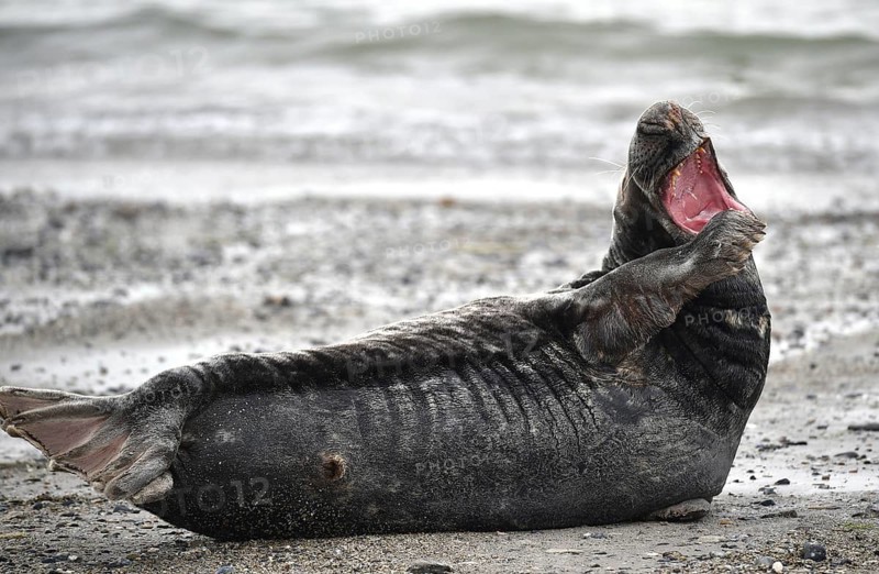 Grey seal (Halichoerus grypus) on the beach of Heligoland, Schleswig-Holstein, Germany