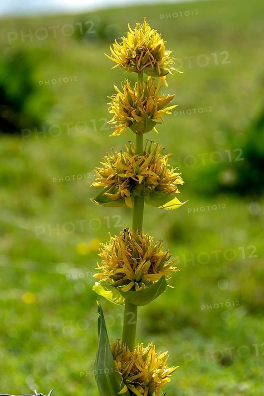 Close-up of a gentian (Gentiana lutea), Auvergne Volcanoes Park. Puy de Dome. Auvergne Rhone Alpes. France