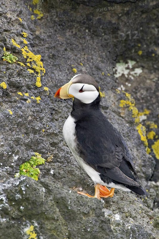 Horned Puffin (Fratercula corniculata), Alaska, USA