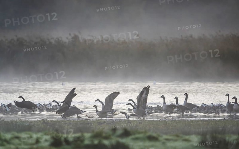 Canada Goose, Branta Canadensis, birds in flight over marshes, Devon, England, United Kingdom