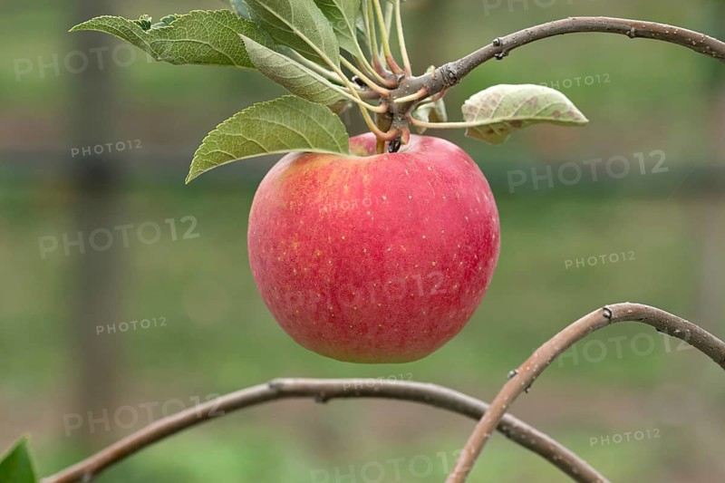 Apple (Malus domestica MAMMUT), Bayerische Landesanstalt für W, Germany