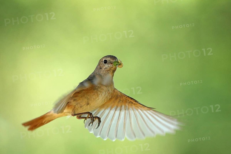 Common Redstart (Phoenicurus phoenicurus) female flying, Baden-Wuerttemberg, Germany