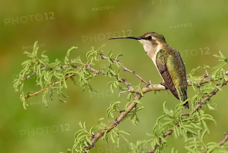 Lucifer Sheartail (Calothorax lucifer) female perched on a branch, Texas, USA