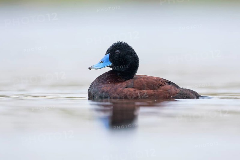Blue-billed Duck (Oxyura australis) male, Victoria, Australia
