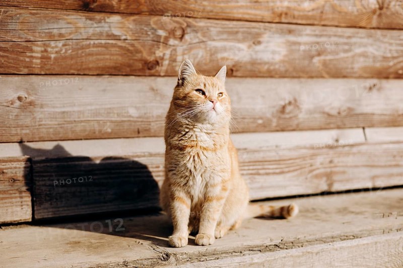 A domestic orange cat sits calmly on a wooden porch, basking in the warm sunlight. Its relaxed posture and content expression capture a peaceful outdoor moment
