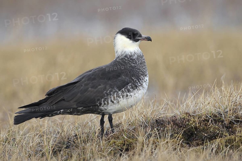 Pomarine Skua (Stercorarius pomarinus), Alaska, USA