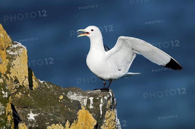 Black-legged Kittiwake (Rissa tridactyla), Alaska, USA