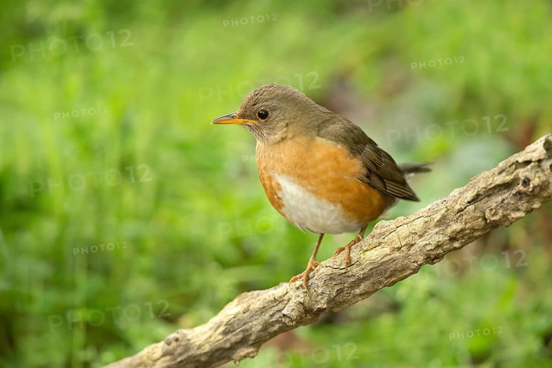 Brown-headed Thrush (Turdus chrysolaus) perched on a branch, Ishikawa, Japan