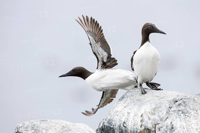 Guillemot (Uria aalge), two birds on cliff top, one bird taking off, Hornøya Island, Vardø, Varanger, Finnmark, Norway