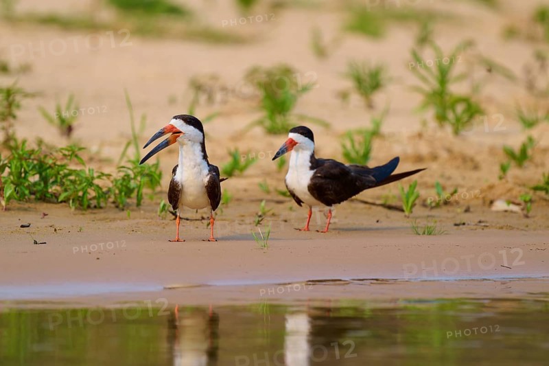 Two birds standing on the sandy bank of a body of water surrounded by green vegetation, Rynchops niger, Pantanal, UNESCO Biosphere Reserve, Mato Grosso, Brazil