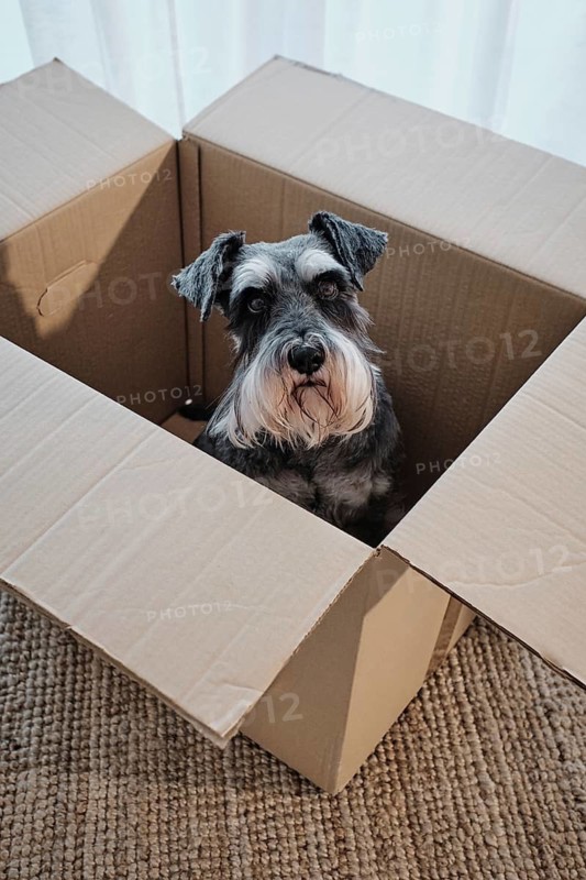 Miniature schnauzer sitting in open cardboard box, adapting to new house, moving or relocation concept. The scene is perfect for domestic pet themes