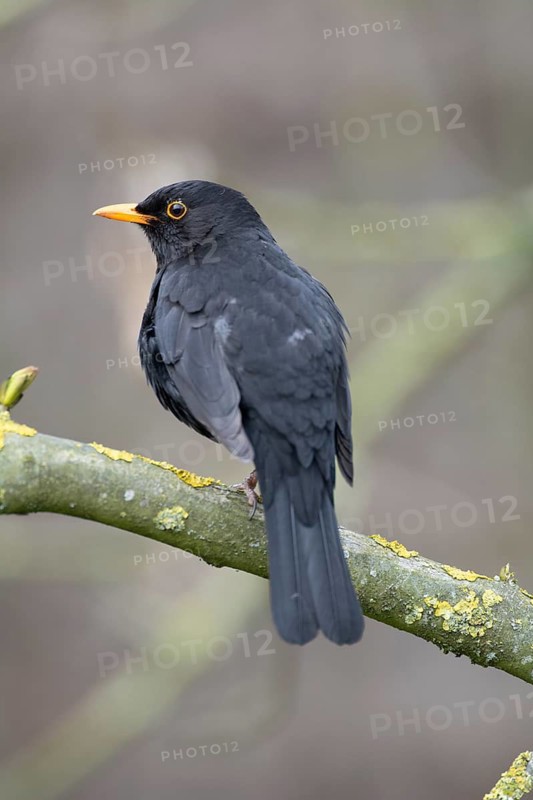 Blackbird (Turdus merula) male animal on a moss-covered branch, birdwatching, Dümmer nature park Park, Lower Saxony, Germany