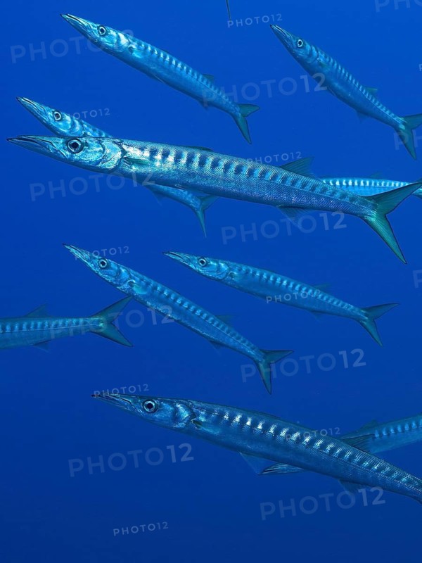 Group, shoal of barracuda (Sphyraena sphyraena) in the Mediterranean near Hyères. Dive site Giens Peninsula, Côte dAzur, France