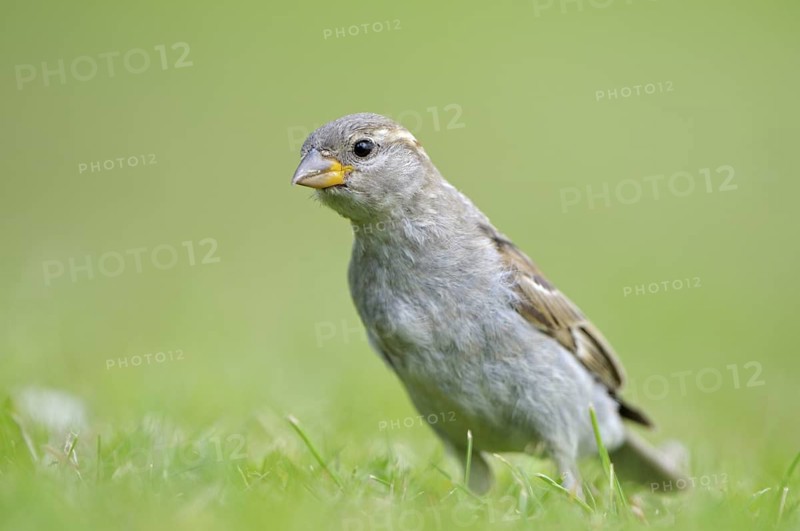 Haussperling (Passer domesticus), House Sparrow, Jungvogel, Weibchen, aufmerksam, Juli, Insel Texel, Nordholland, Niederlande